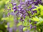 Wisteria