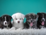 A Quartet of Puppies