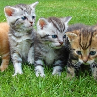 Cute Kittens