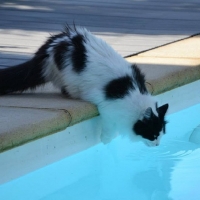 Swimming Cat