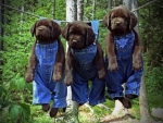 Cute Three Puppies