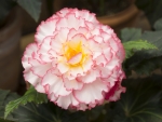 Begonia