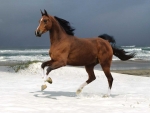 Horse on the Beach