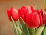 Red Tulips