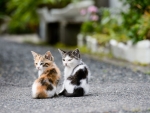 Kittens on the Street