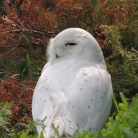 Snow Owl