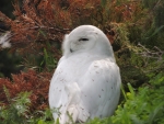 Snow Owl