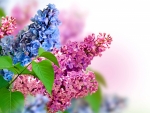 Lilacs