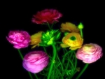 Beautiful ranunculus