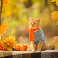 Autumn Cat