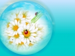 ~ Daisies and ladybugs ~