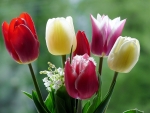 Tulips