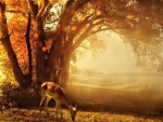 Deer in Autumn Forest