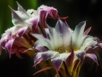 Cactus Flowers