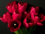 Red Tulips