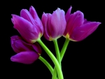 Purple Tulips
