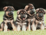 Cute Puppies