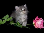 Cute Kitten