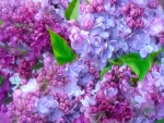 ~ Lilac~