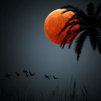 Full Moon in the Tropics