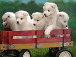 cute puppies