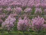 Peach Tree Orchard