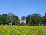 Yellow Wildflower Field
