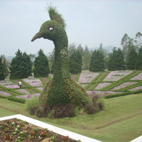 the bird of flower