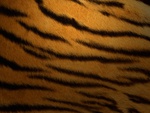 TIGER SKIN