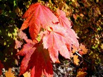 Vine Maple