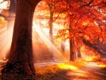 Enchanted Autumn Forest