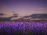 Lavender field