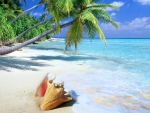 Sea Shell on a Tropical Beach
