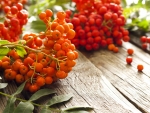 rowanberry