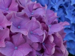 hydrangeas
