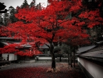 Red Autumm
