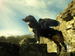 A Dog with Wings