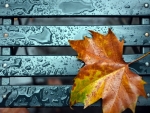 *autumn leaf *