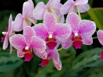 Orchids