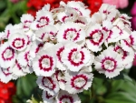 Dianthus