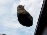 sleeping cat on skylight