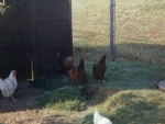 chickens