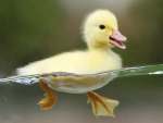 baby duckling