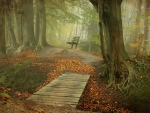 Forest bench