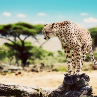 African cheetah