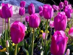 Purple Tulips