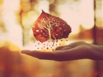 âœ¿Small autumn Leafâœ¿