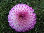 Beautiful Dahlia