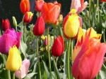 Colorful Tulips