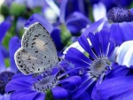 Butterfly on Flowers